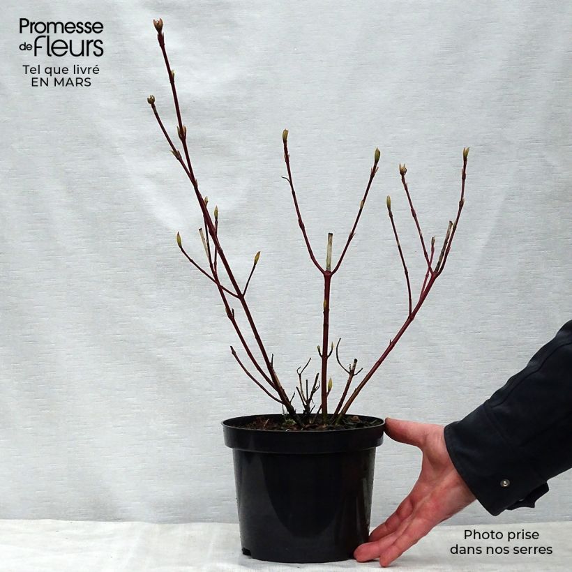 Example of Cornus alba Sibirica Variegata Vaso da 2L/3L as you get in printemps