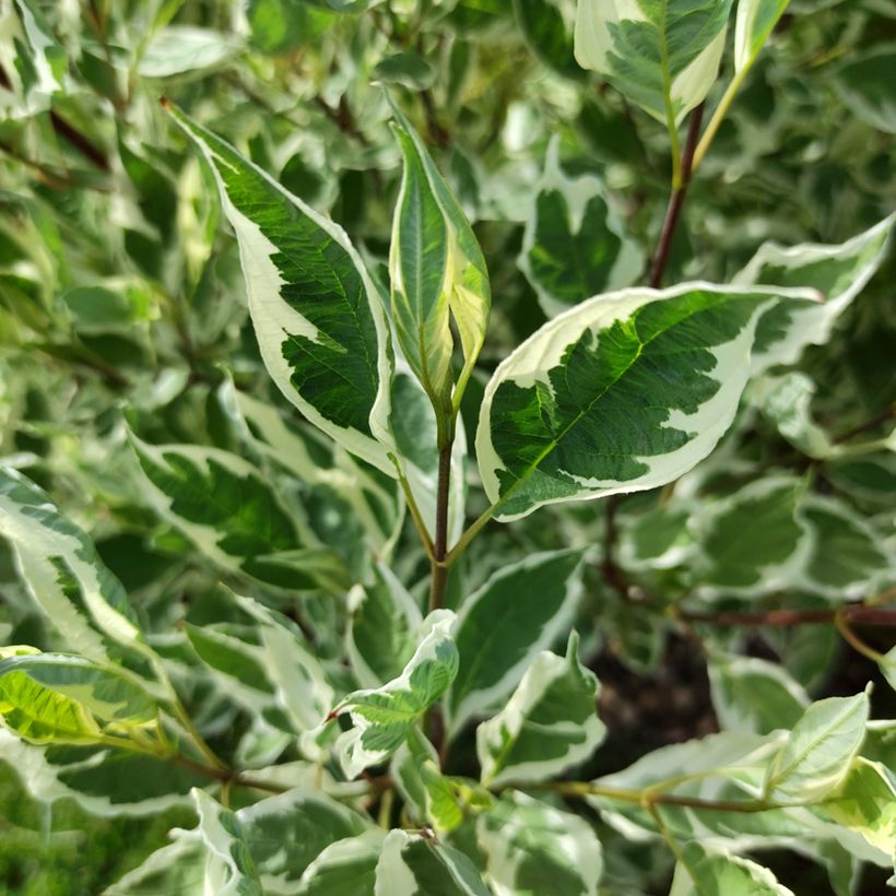 Cornus alba Sibirica Variegata (Foliage)