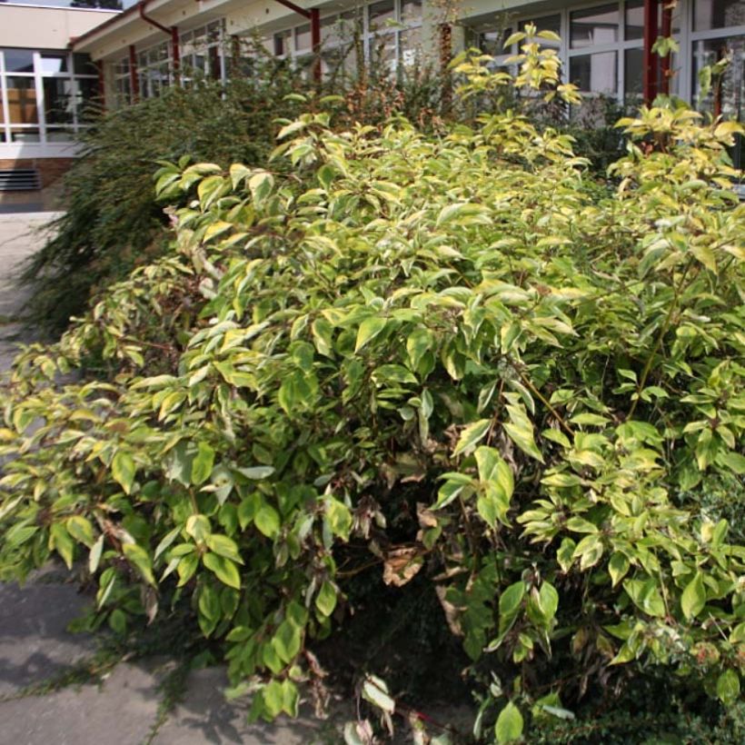 Cornus alba Spaethii (Plant habit)