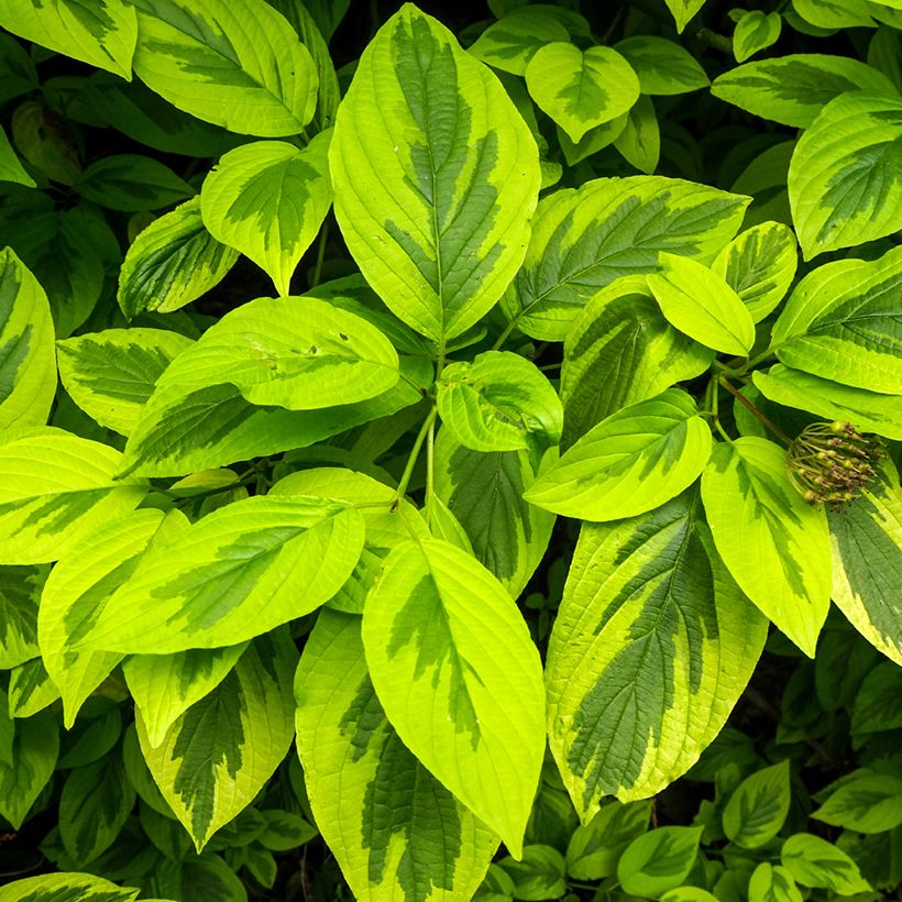 Cornus alba Spaethii (Foliage)