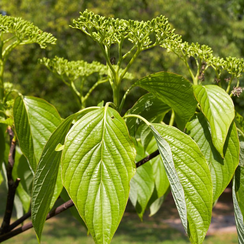 Cornus alternifolia (Foliage)