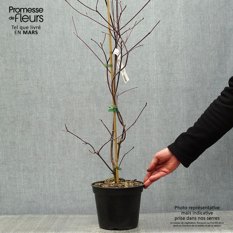 Cornus alternifolia Pinky Spots Vaso da 4L/5L esemplare consegnato in primavera