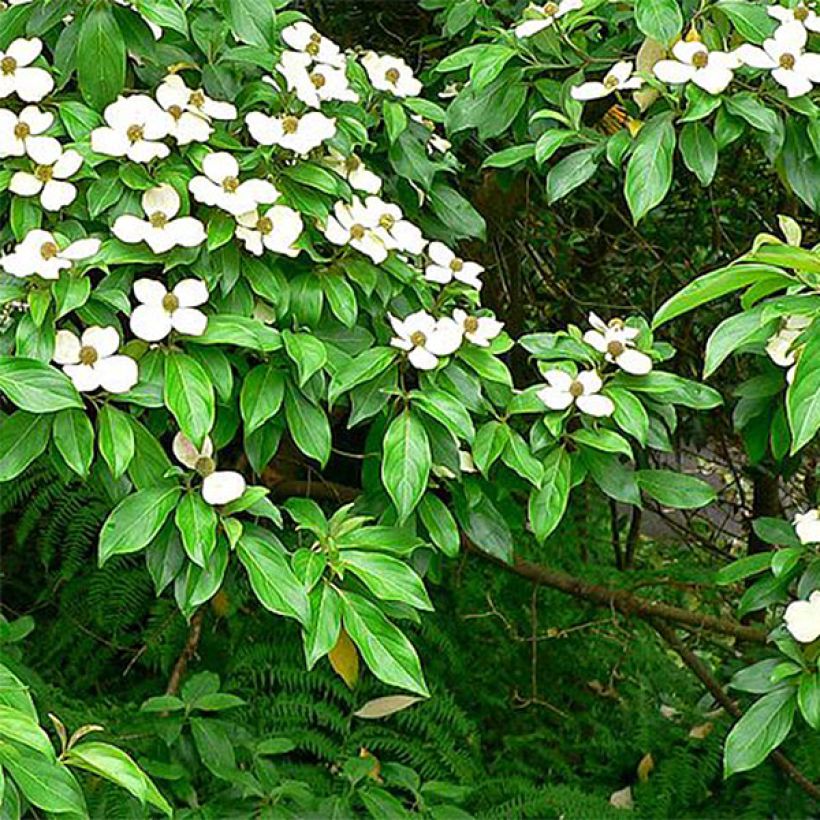 Cornus capitata (Foliage)