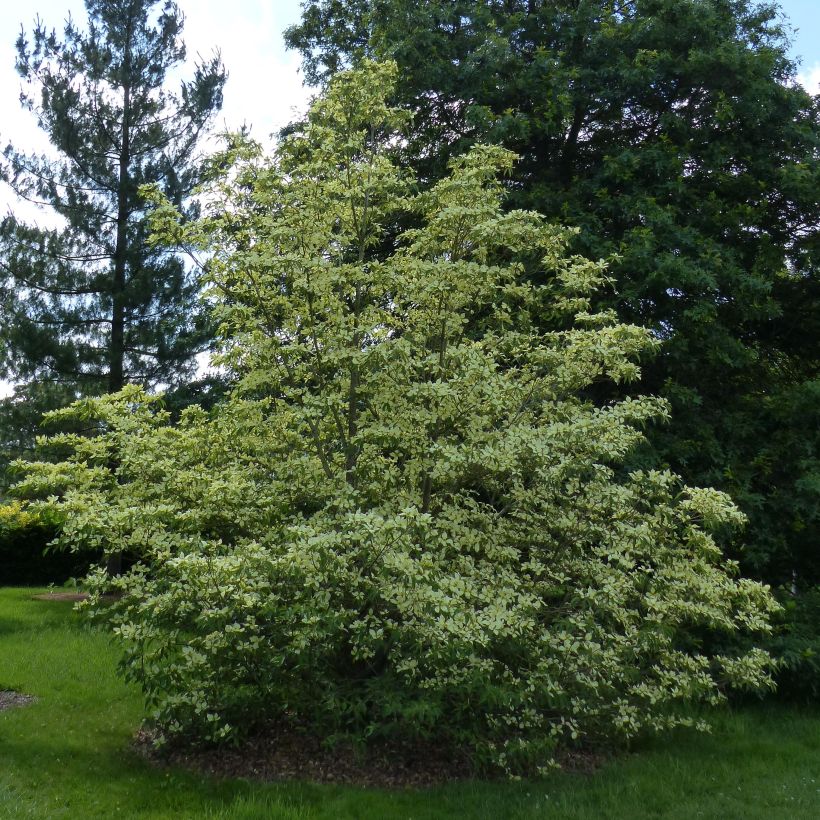 Cornus capitata (Plant habit)