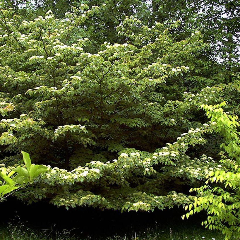 Cornus controversa (Plant habit)