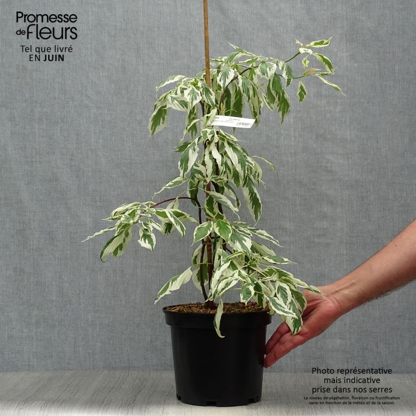 Esemplare di Cornus controversa Variegata Vaso da 4L/5L consegnato in estate
