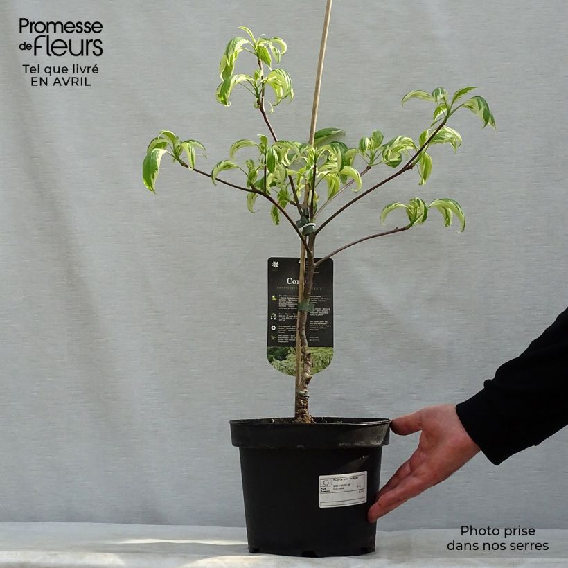 Example of Cornus controversa Variegata Vaso da 4L/5L as you get in printemps