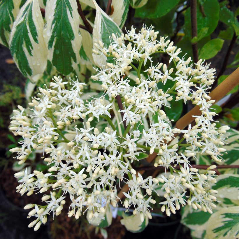Cornus controversa Variegata (Flowering)
