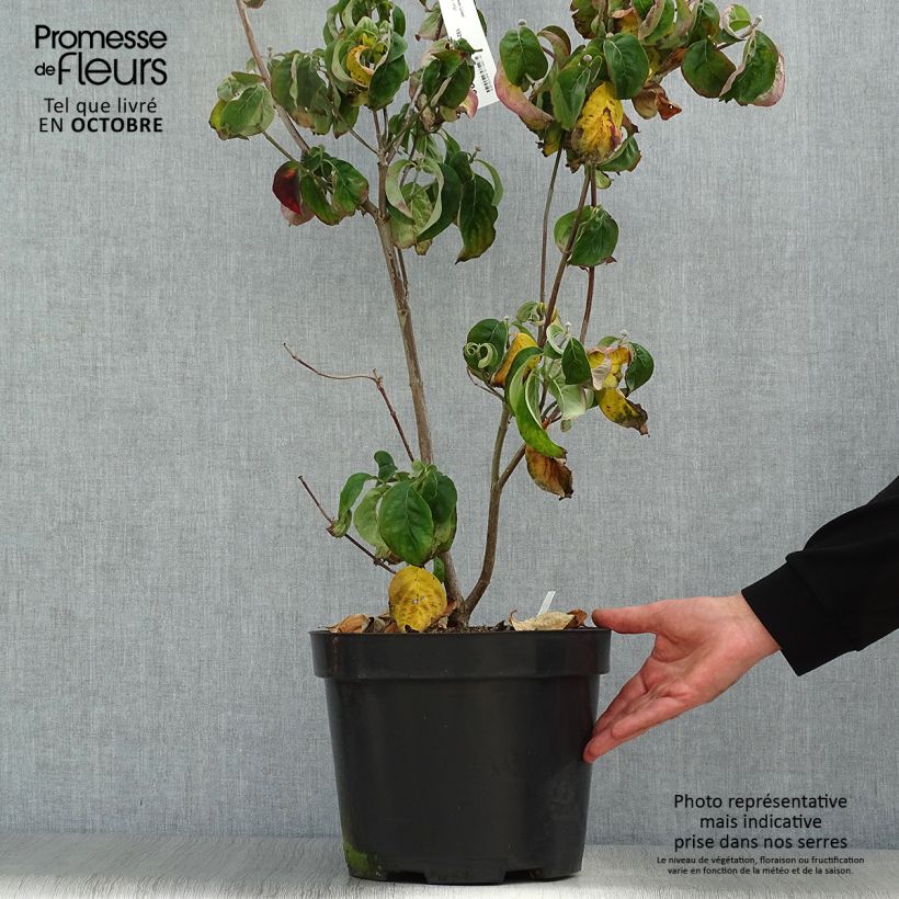 Esemplare di Cornus florida Cherokee Chief Vaso da 7,5L/10L come consegnato in autunno