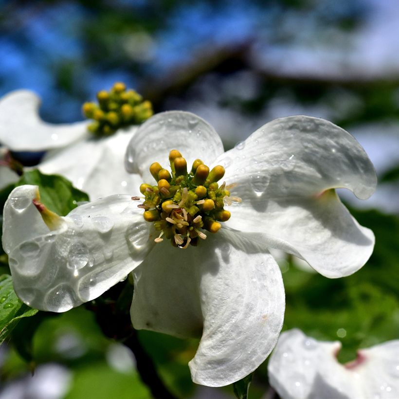Cornus florida (Flowering)