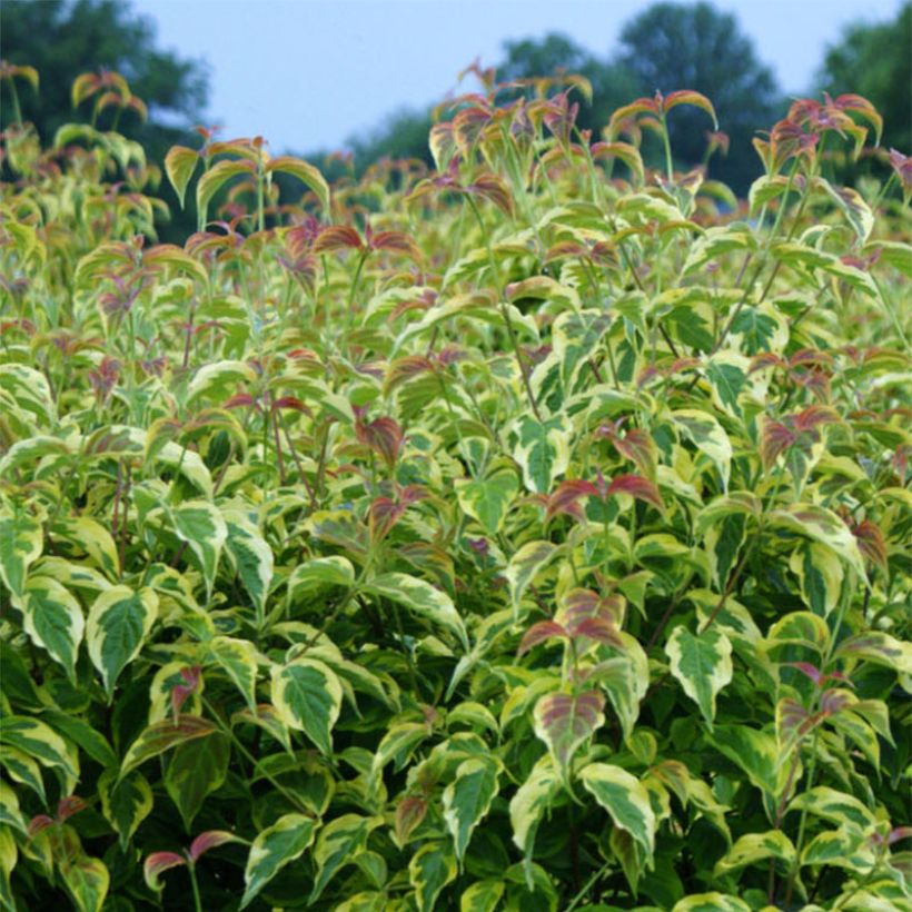 Cornus florida Firebird (Fogliame)