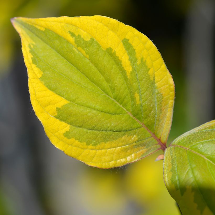 Cornus florida Rainbow (Fogliame)