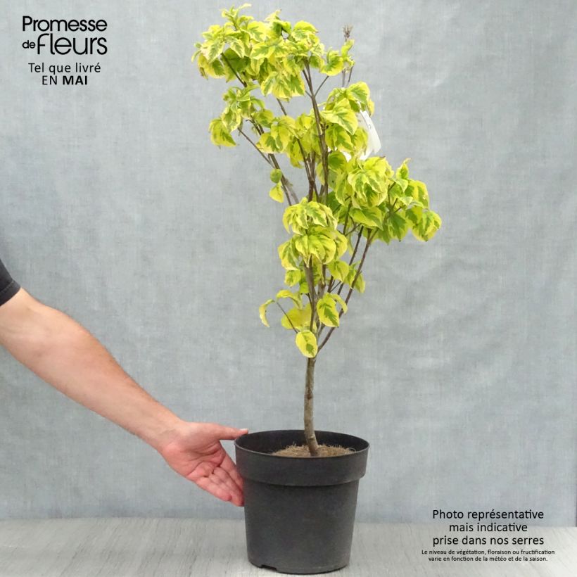Cornus florida Rainbow Vaso da 6L/7L esemplare consegnato in primavera