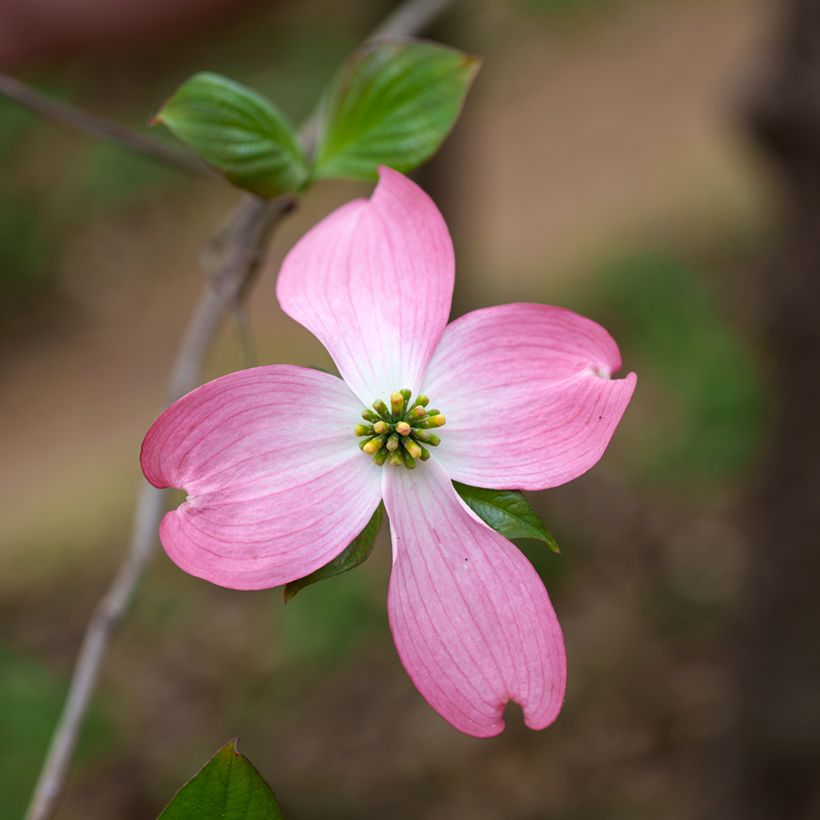 Cornus florida Rubra (Flowering)