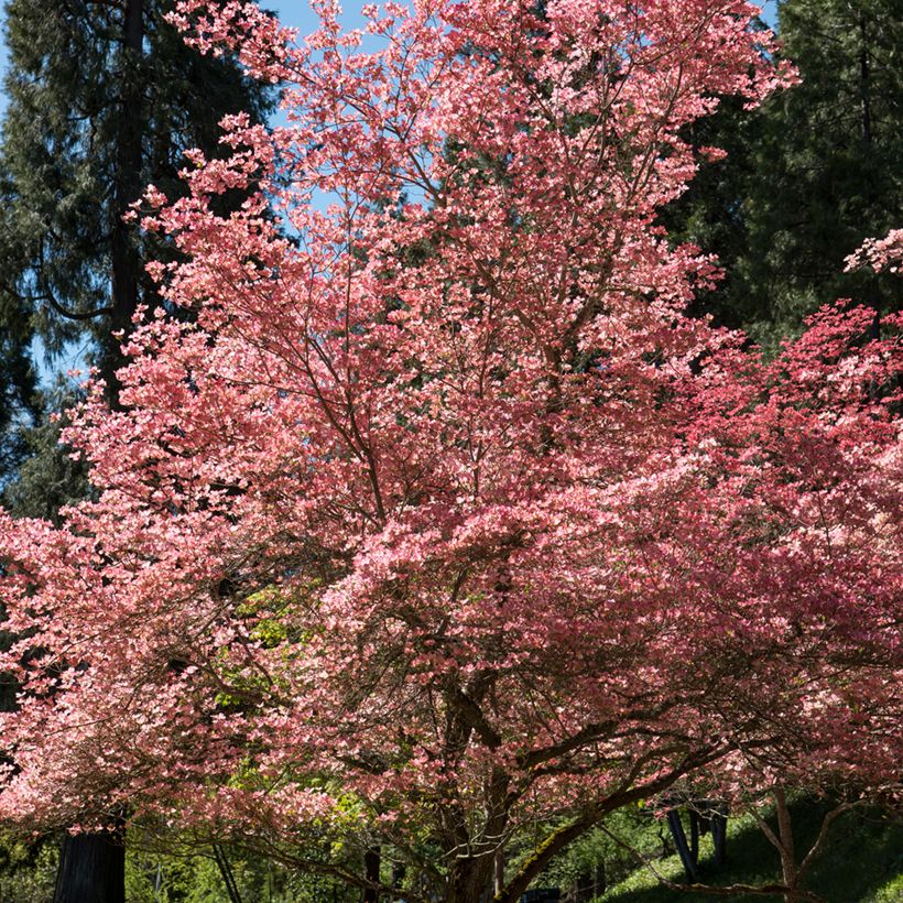 Cornus florida Rubra (Plant habit)