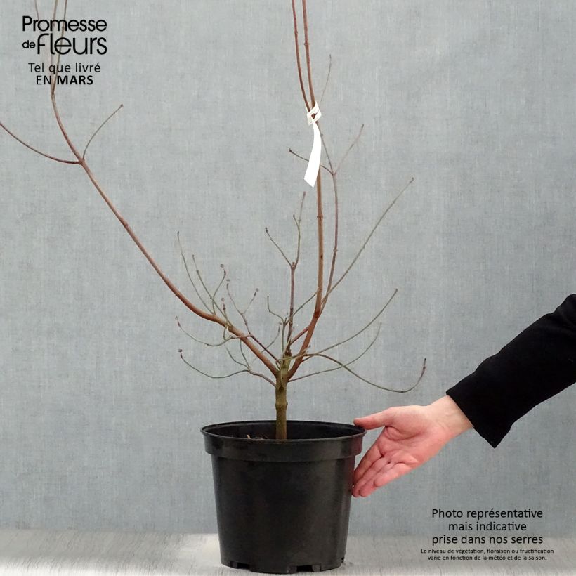 Example of Cornus florida Rubra Vaso da 6L/7L as you get in printemps