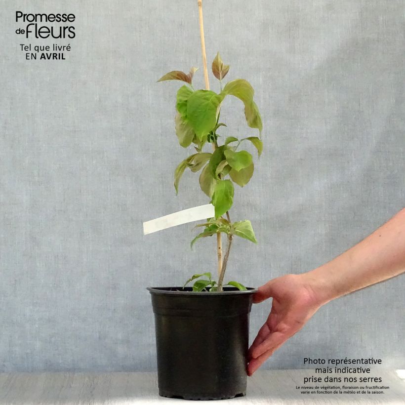 Example of Cornus florida Rubra Vaso da 4L/5L as you get in printemps