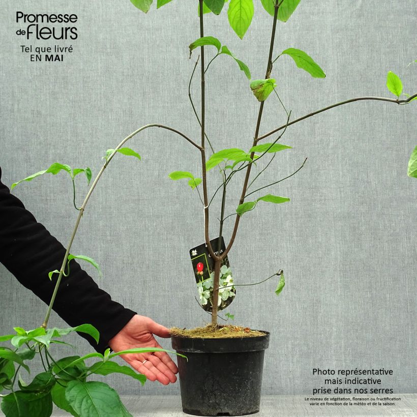 Example of Cornus florida Vaso da 2L/3L as you get in printemps