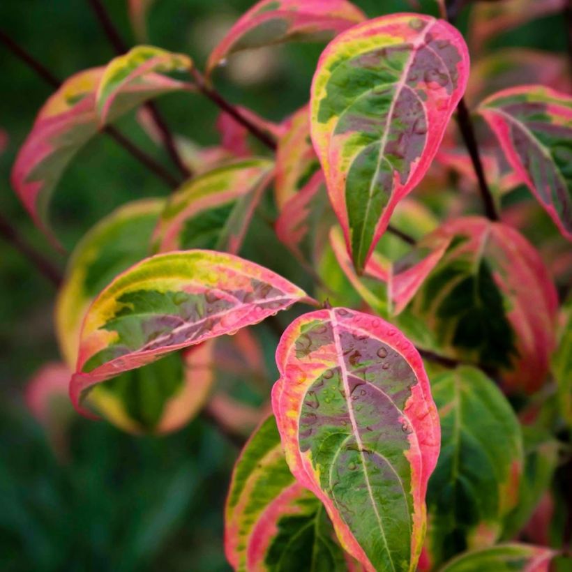 Cornus rutgersensis Shadow - Corniolo da fiore (Foliage)