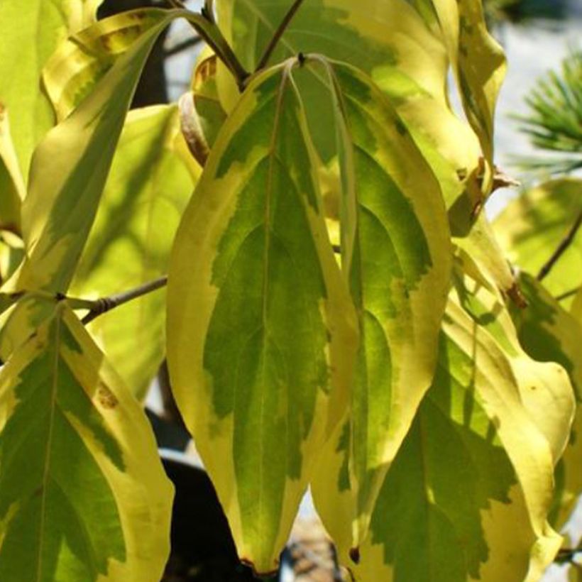 Cornus kousa Bonfire - Corniolo giapponese (Foliage)