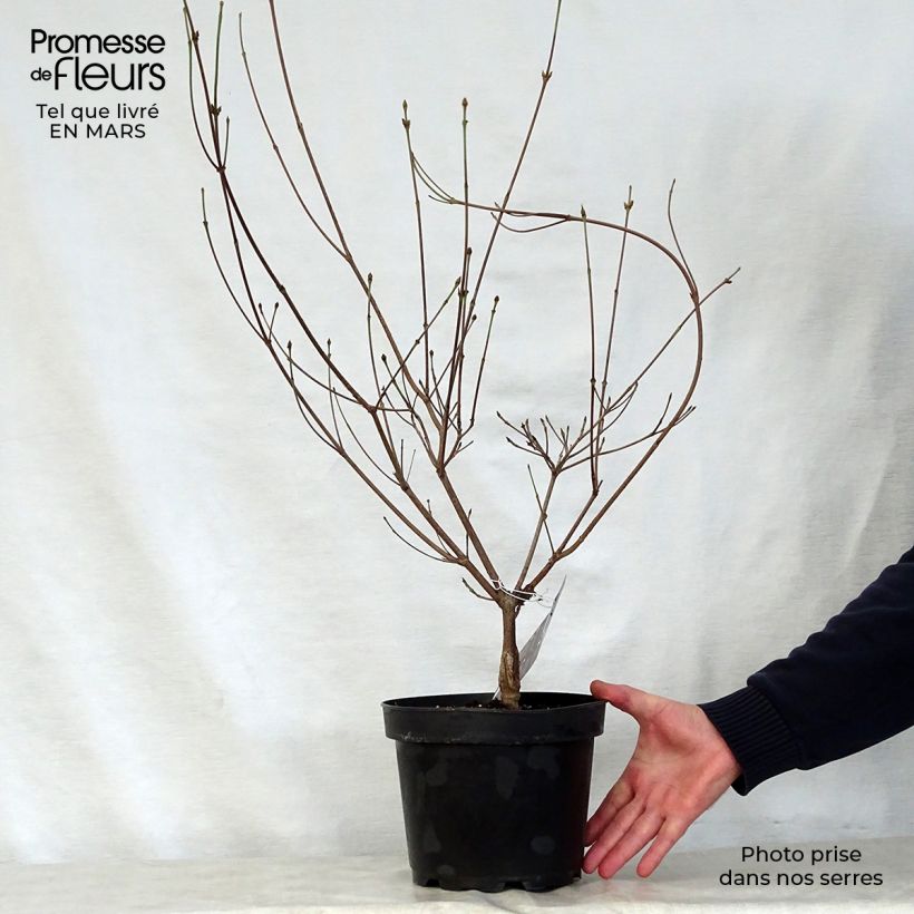 Example of Cornus kousa Cappuccino - Corniolo giapponese Vaso da 6L/7L as you get in printemps