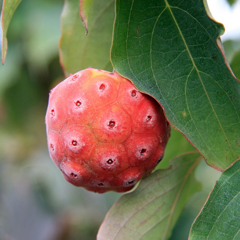 Cornus kousa China Girl - Corniolo giapponese (Raccolta)
