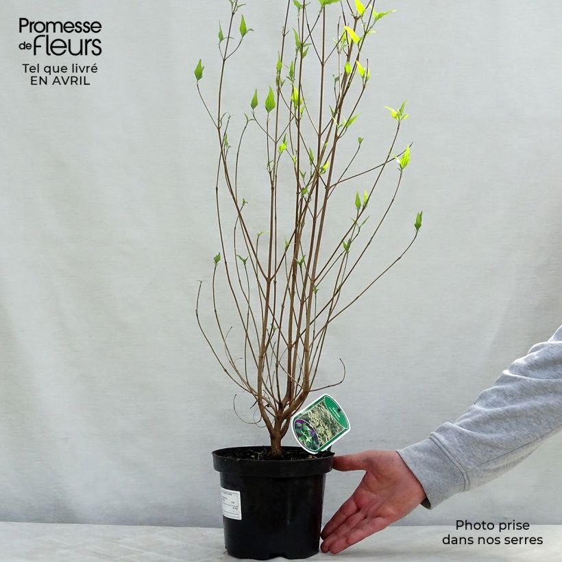 Example of Cornus kousa Chinensis - Corniolo giapponese Vaso da 3L/4L as you get in printemps
