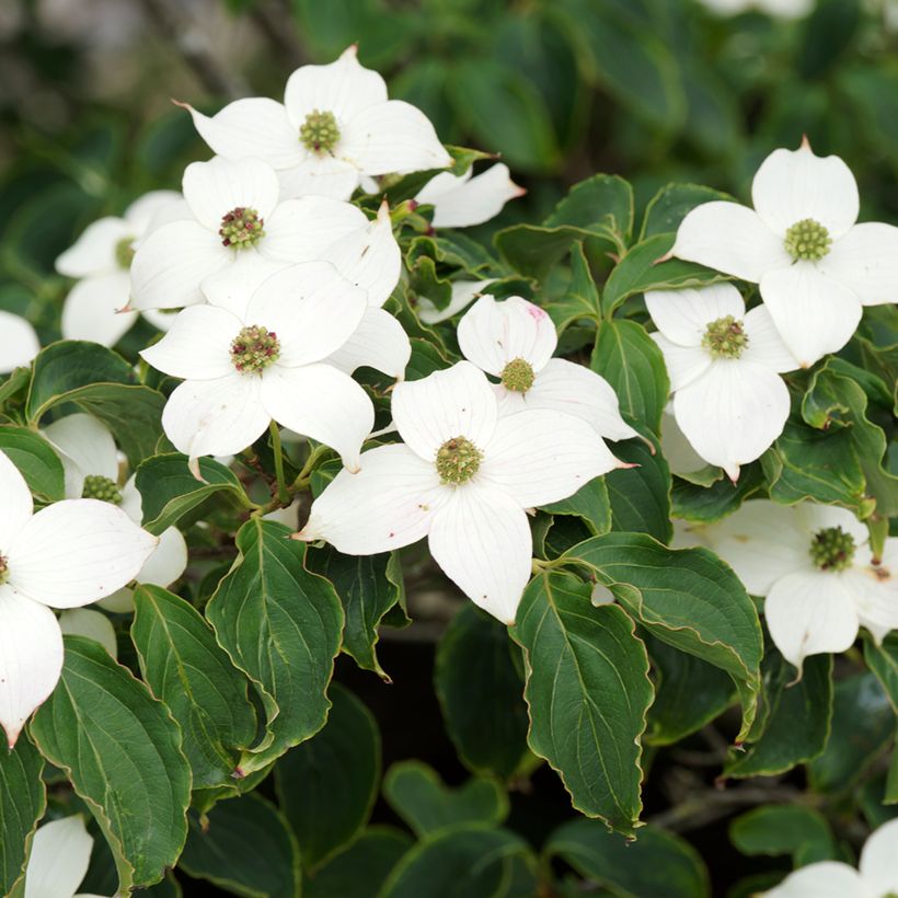 Cornus kousa Chinensis - Corniolo giapponese (Flowering)