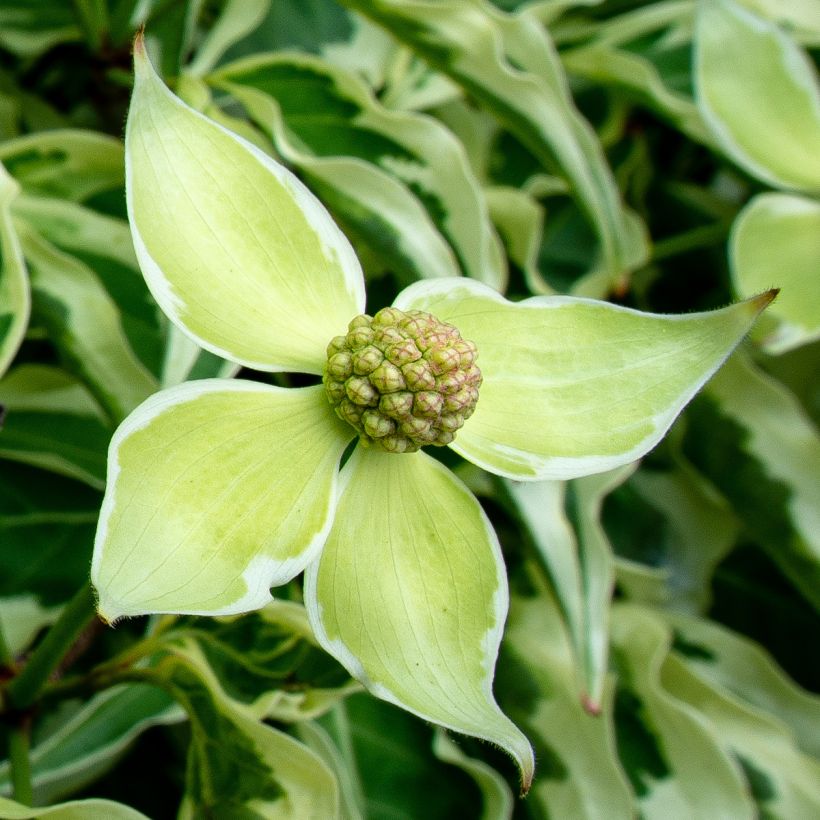 Cornus kousa Laura - Corniolo giapponese (Fioritura)