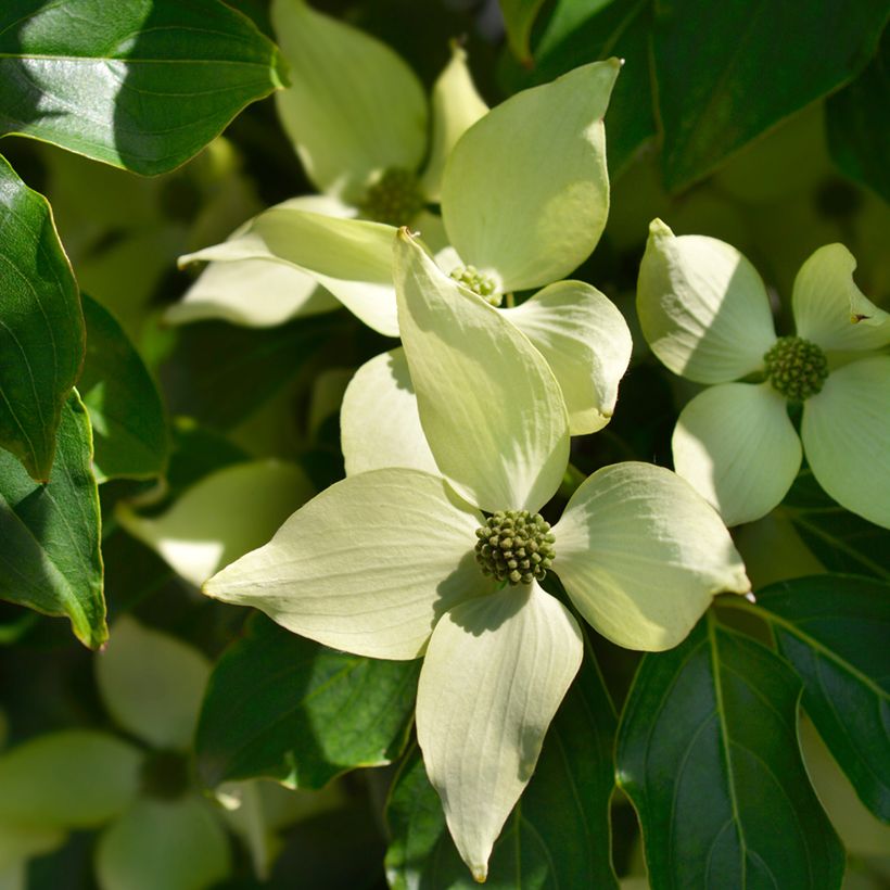 Cornus kousa Roberts Select - Corniolo giapponese (Fioritura)