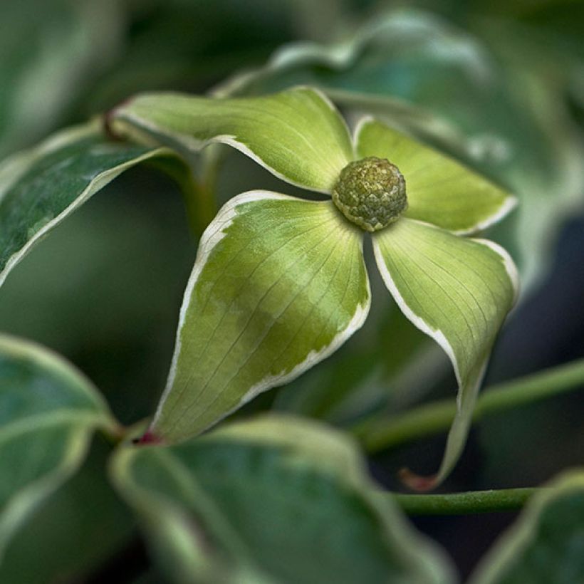 Cornus kousa Samaritan - Corniolo giapponese (Flowering)