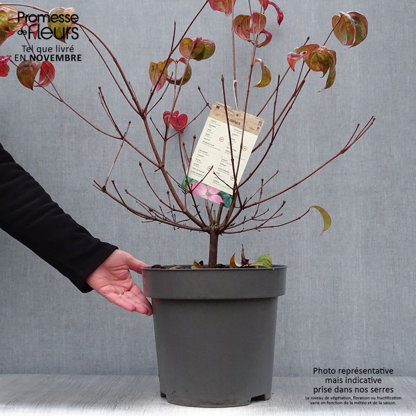 Esemplare di Cornus kousa Satomi - Corniolo giapponese Vaso da 6L/7L come consegnato in autunno