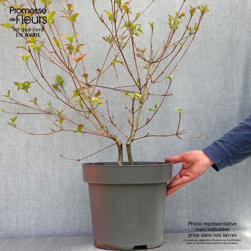Cornus kousa Satomi - Corniolo giapponese Vaso da 6L/7L esemplare consegnato in primavera