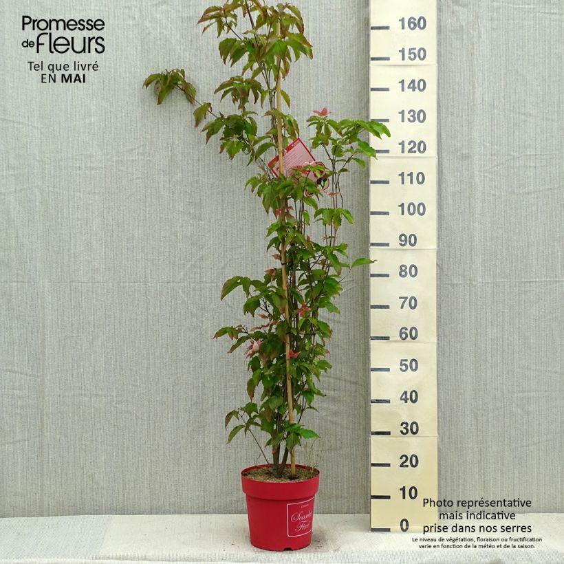 Example of Cornus kousa Scarlet Fire - Corniolo giapponese Vaso da 7,5L/10L as you get in printemps