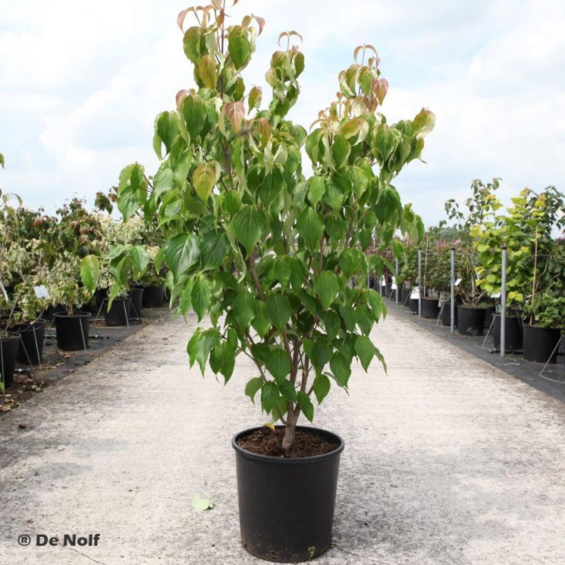 Cornus kousa Schmetterling - Corniolo giapponese (Porto)