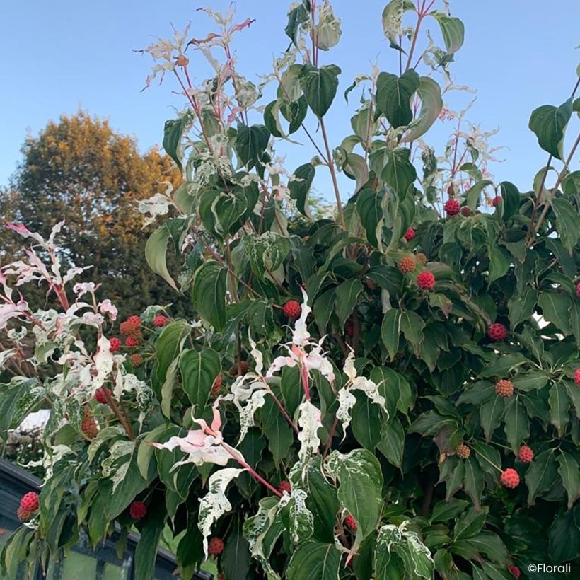 Cornus kousa Watermelon Sugar - Cornouiller du Japon (Porto)