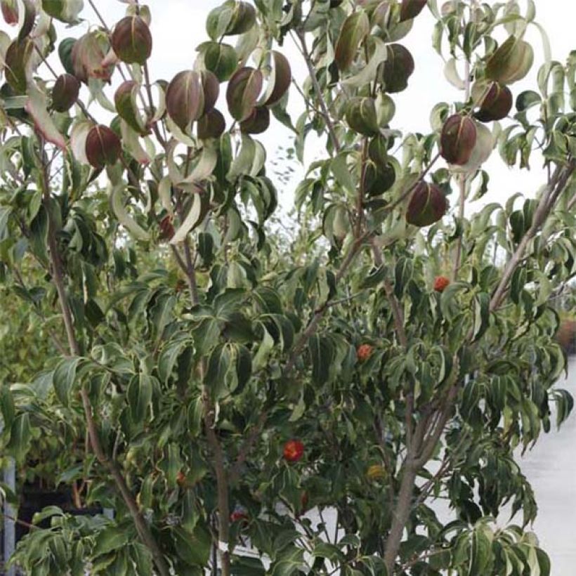 Cornus kousa Weisse Fontaine - Corniolo giapponese (Fogliame)