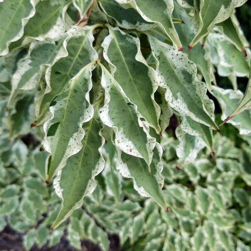 Cornus kousa Wolf Eyes - Corniolo giapponese (Fogliame)