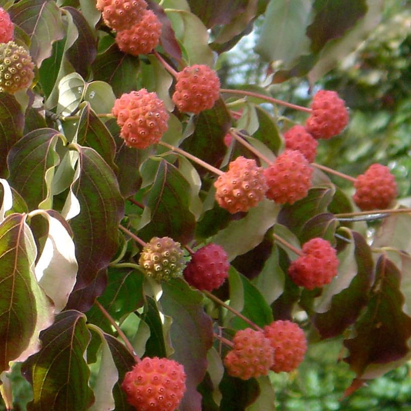 Cornus kousa Chinensis - Corniolo giapponese (Harvest)