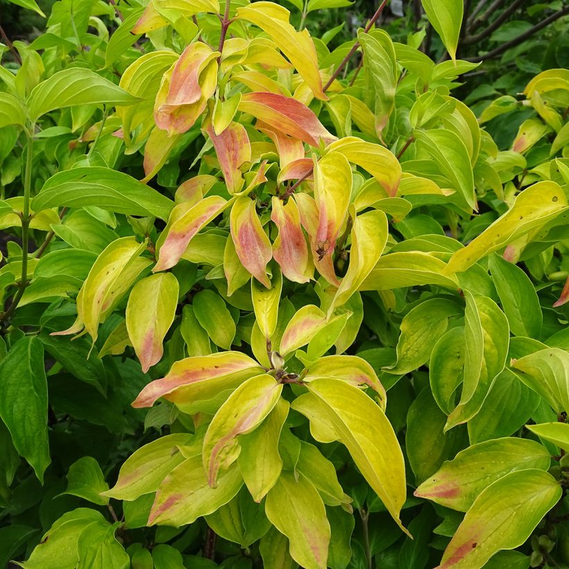 Cornus mas Aurea - Corniolo (Fogliame)