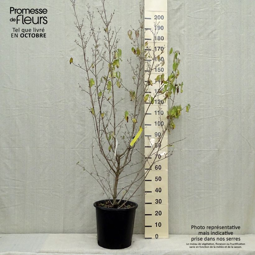 Esemplare di Cornus mas Aurea - Corniolo Vaso da 20L/25L come consegnato in autunno