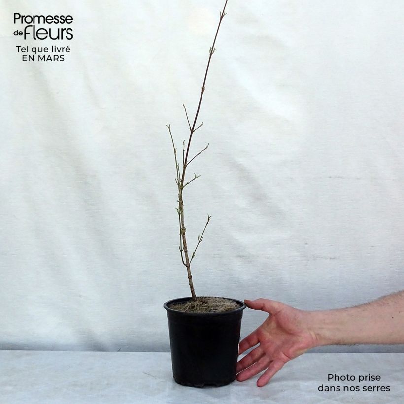 Example of Cornus mas - Corniolo Vaso da 2L/3L as you get in printemps