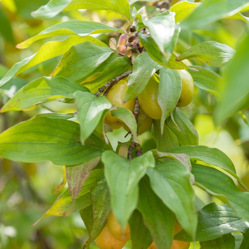 Cornus mas Jolico - Corniolo (Foliage)
