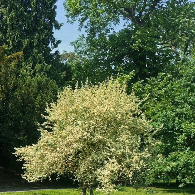 Cornus mas Variegata - Corniolo (Porto)