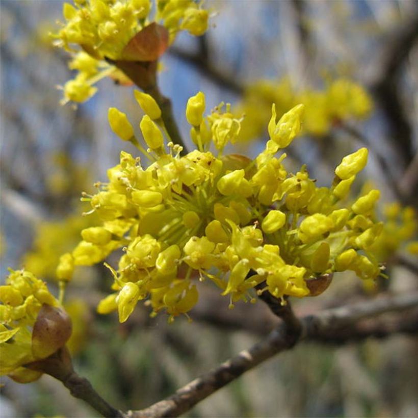Cornus officinalis - Corniolo del Giappone (Fioritura)