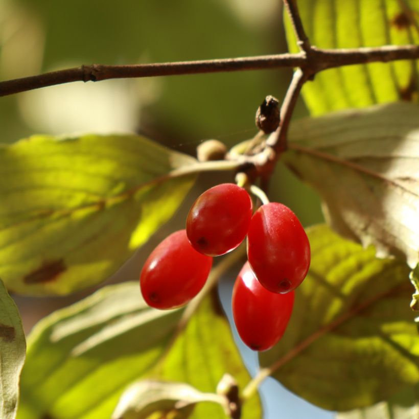 Cornus officinalis - Corniolo del Giappone (Raccolta)