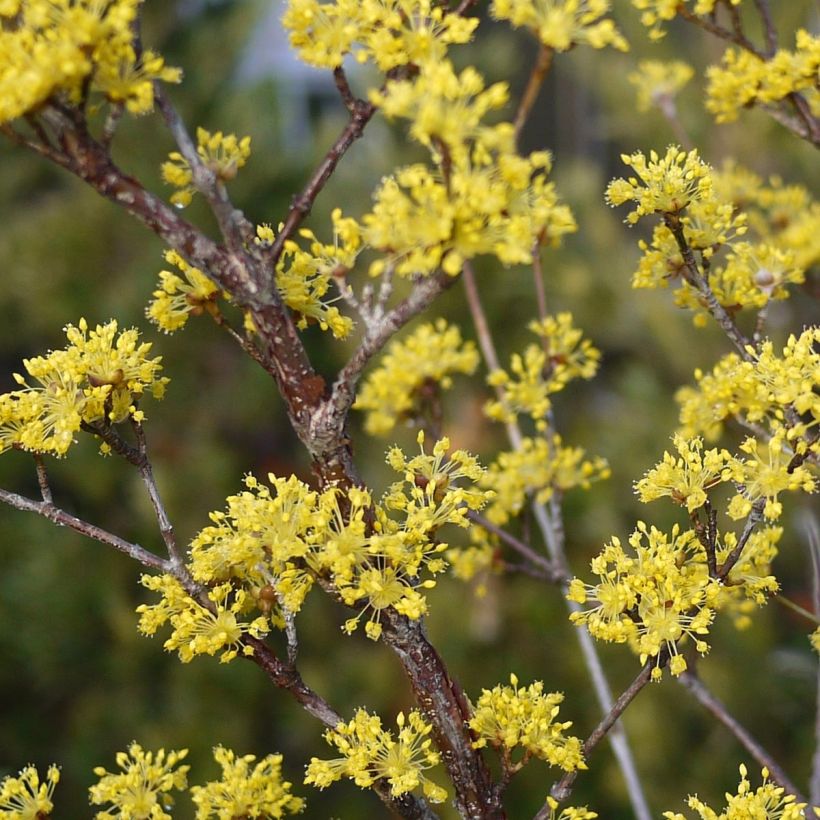 Cornus officinalis Robin's Pride (Fioritura)
