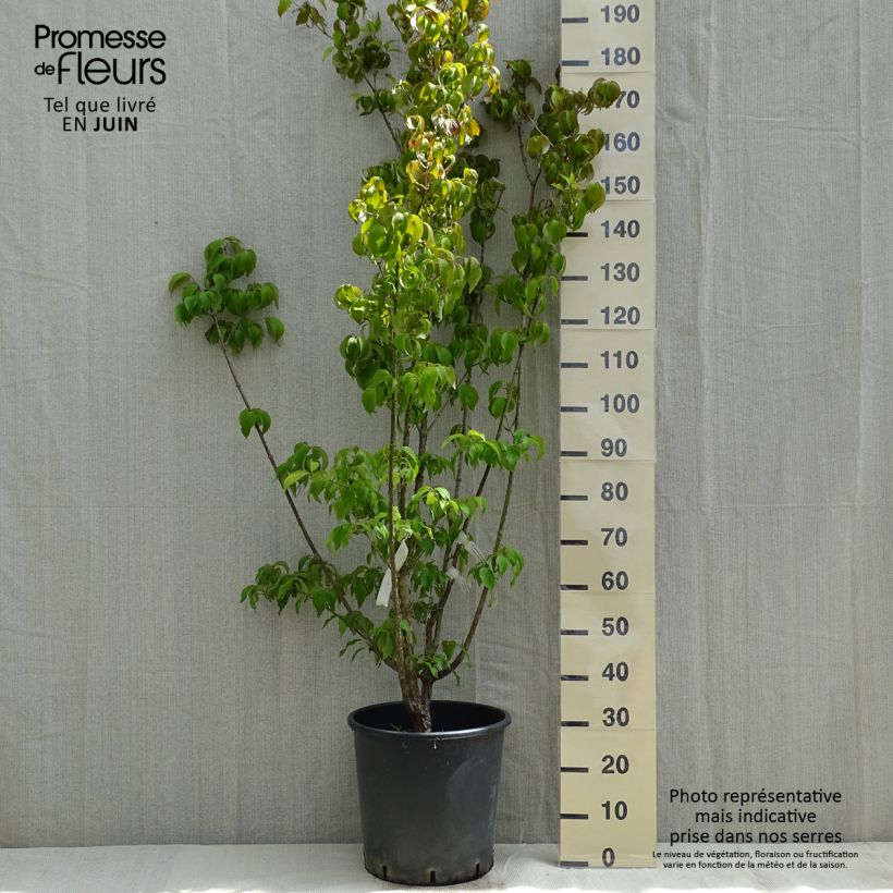 Cornus officinalis Robin's Pride Vaso da 20L/25L esemplare consegnato in primavera