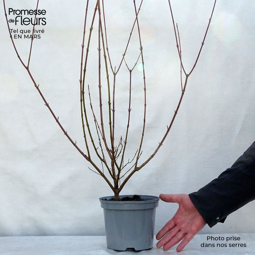 Example of Sanguinella - Cornus sanguinea Vaso da 2L/3L as you get in printemps
