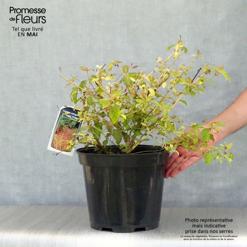 Example of Cornus sanguinea Magic Flame Vaso da 7,5L/10L as you get in printemps